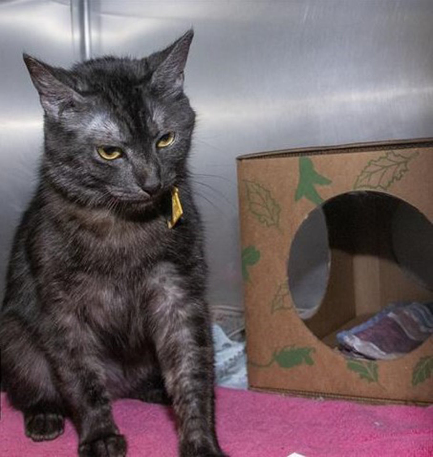 Last week's pet, still available: Iko